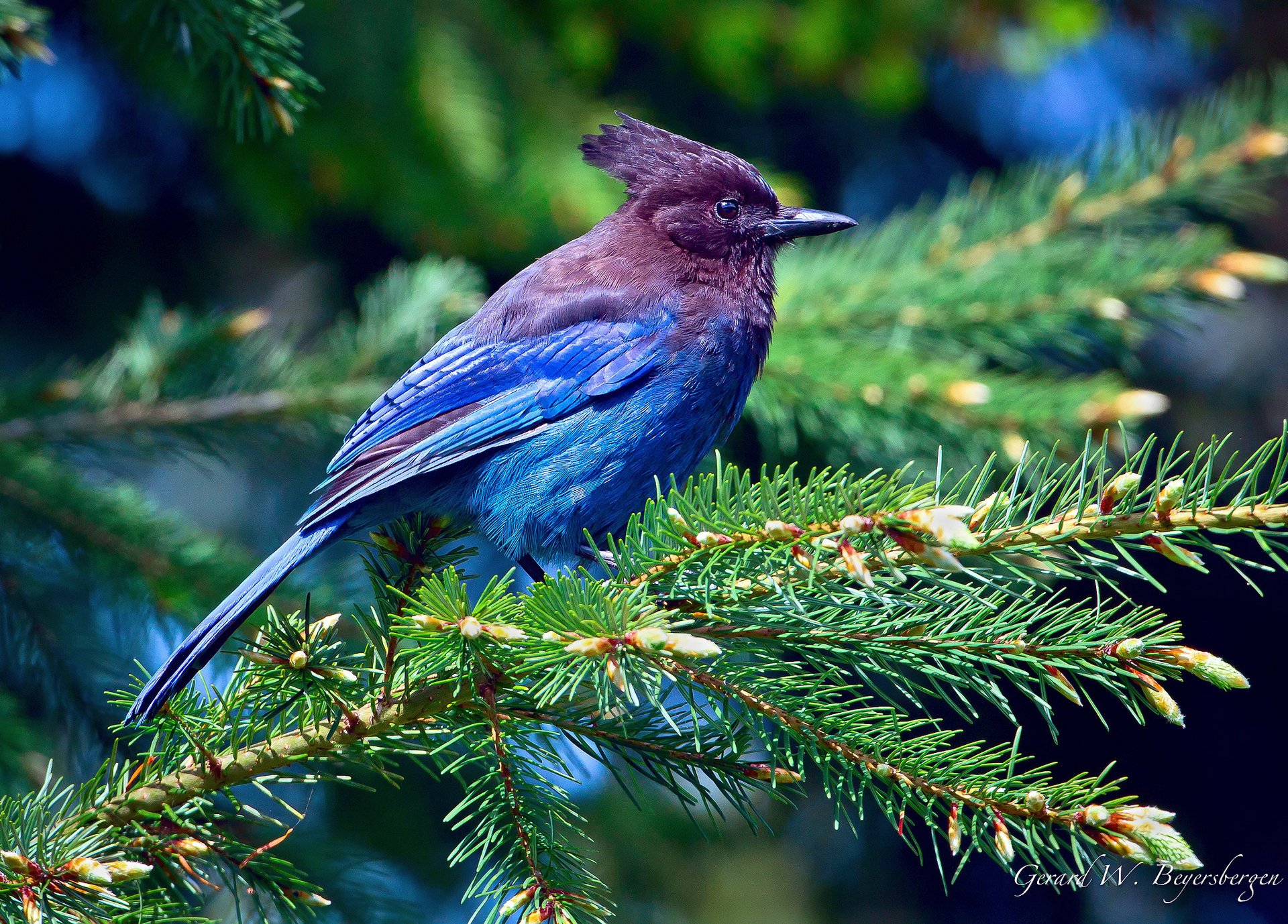 pájaro cochinillo azul púrpura plumas árbol