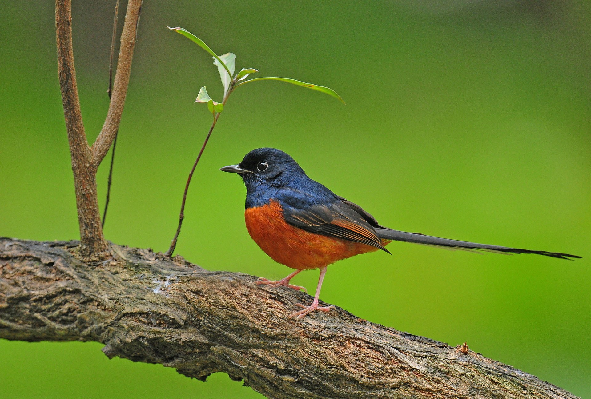 tree bird branch background