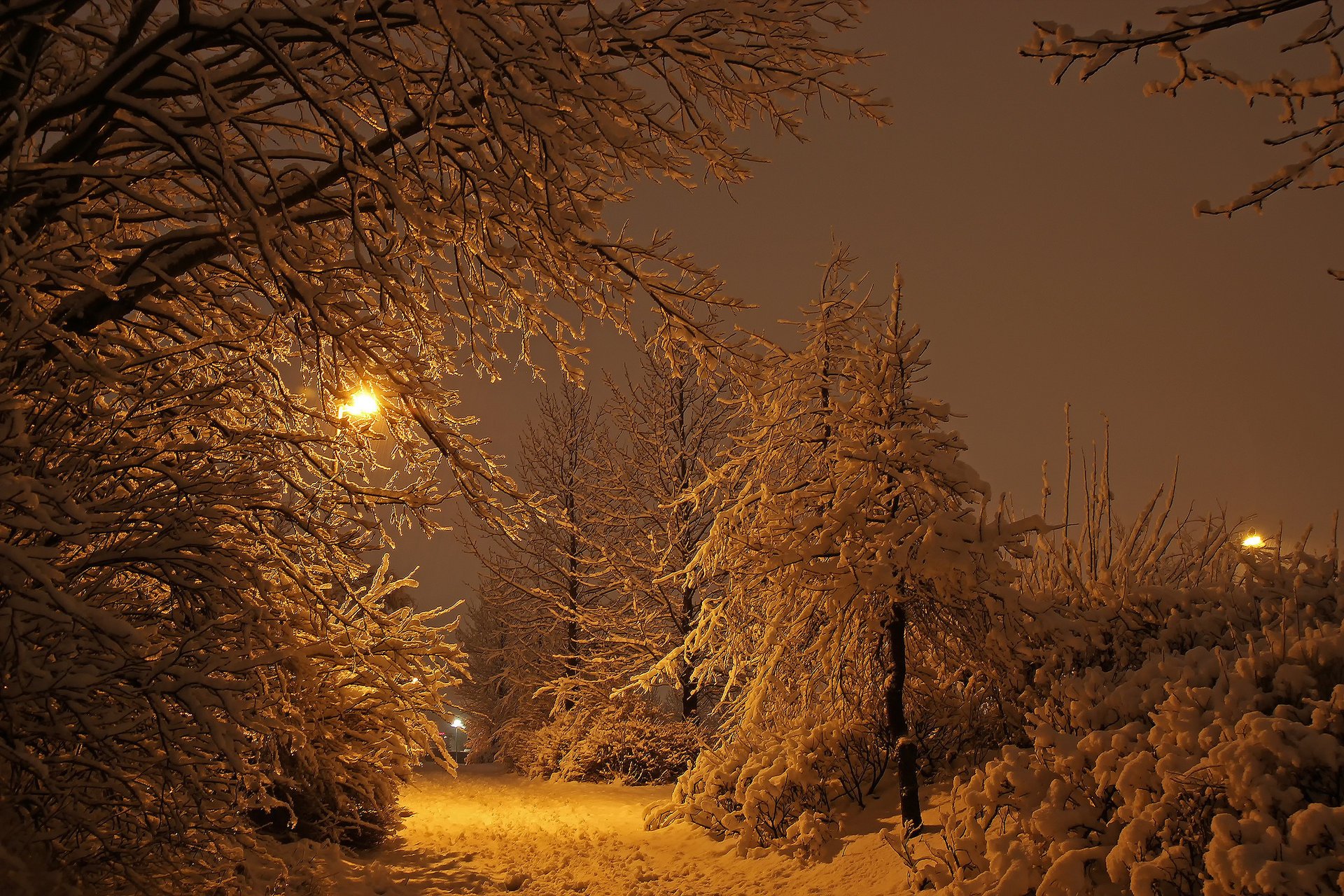 reykjavik islande hiver lumières lumière neige parc nuit forêt