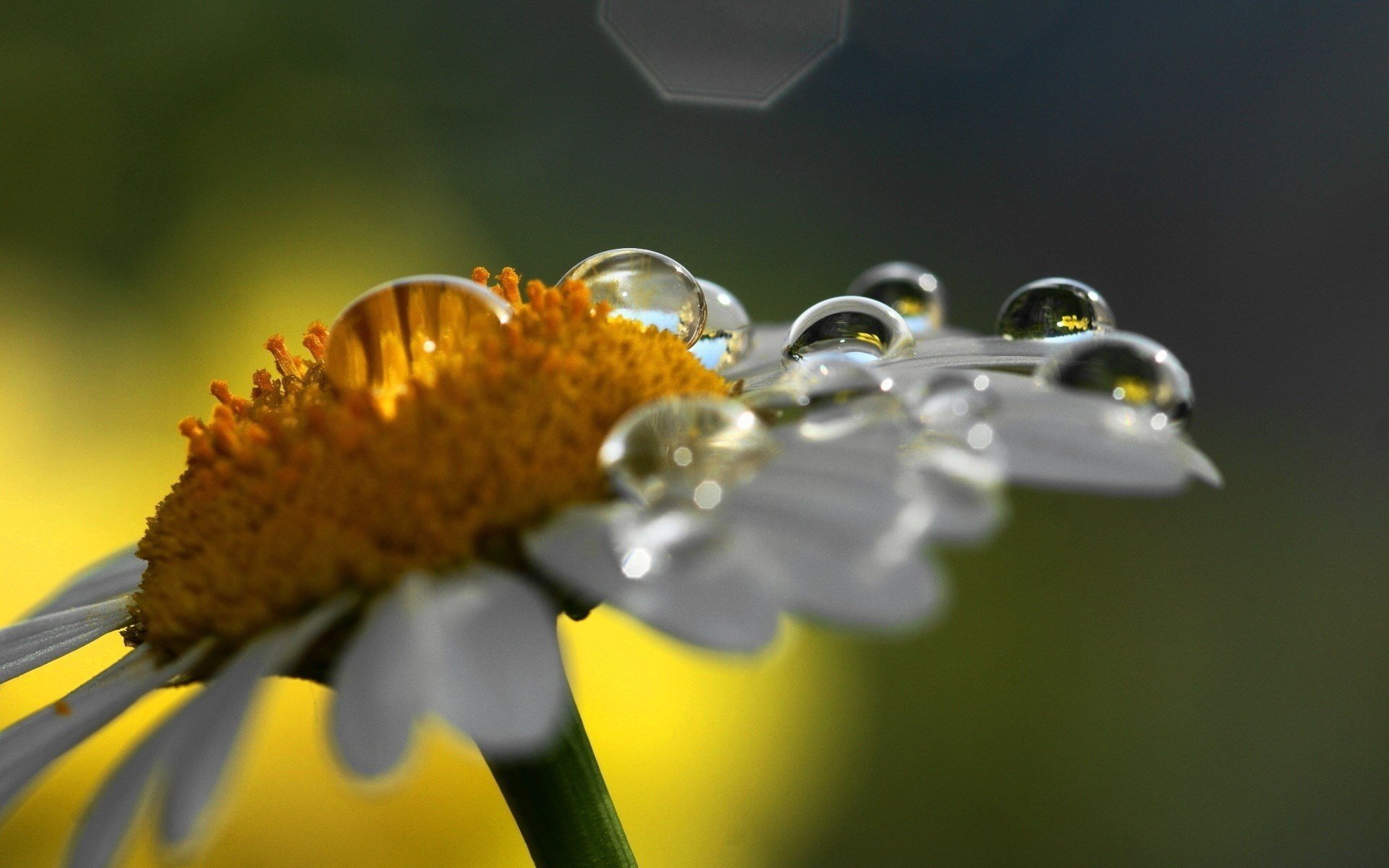 daisy rosa water drops macro