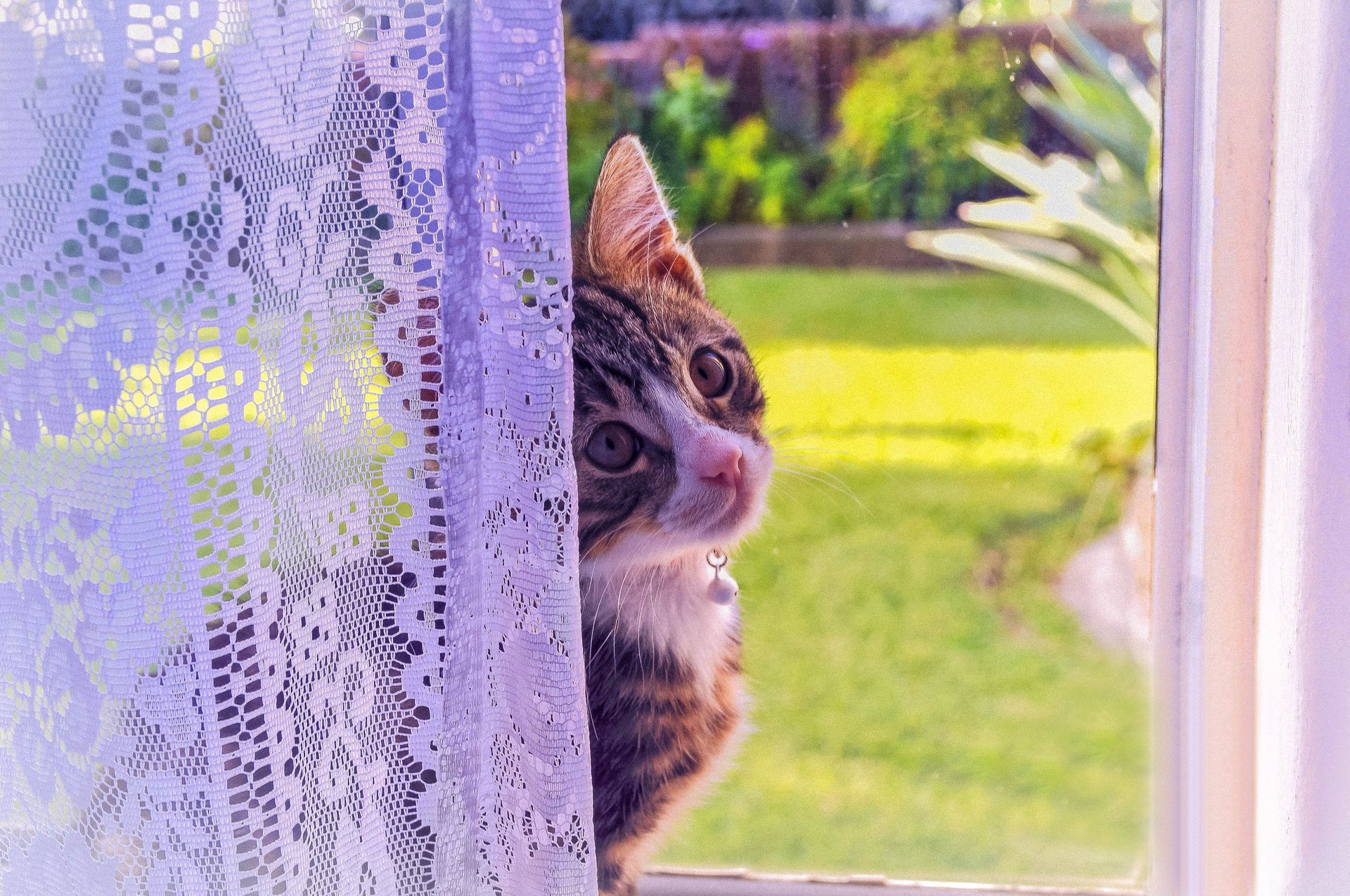 ventana vista gatito gato