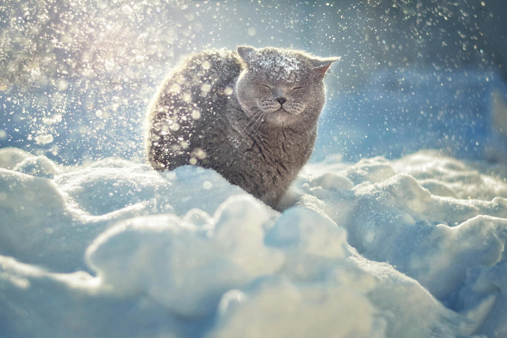 gatto neve animali inverno gatto sole