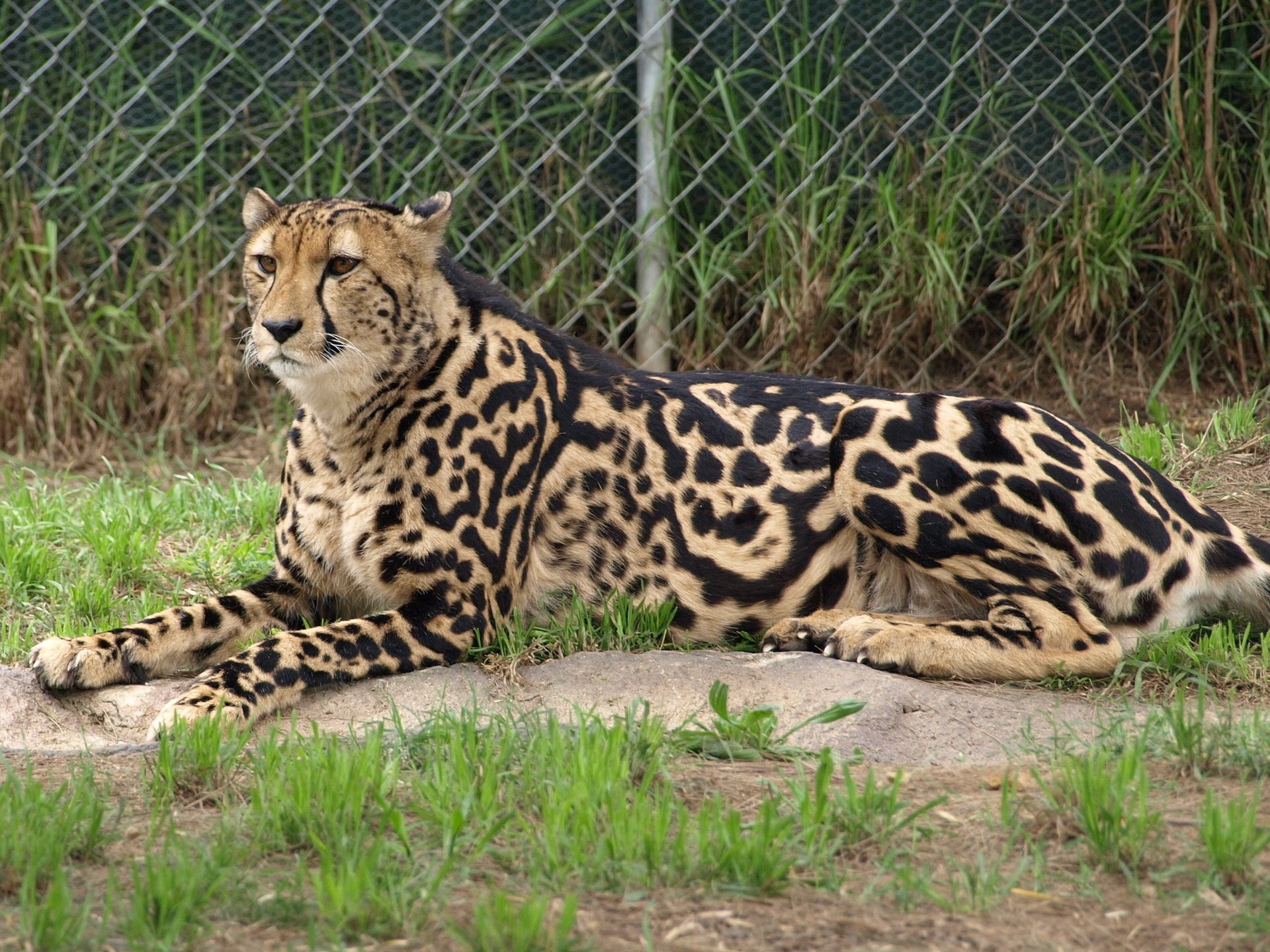 königlicher gepard gepard katze