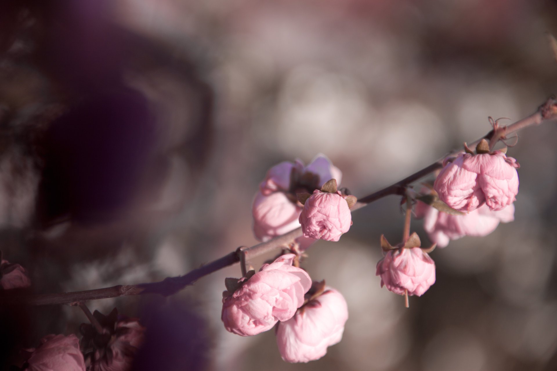 pink flowers spring tenderness rose