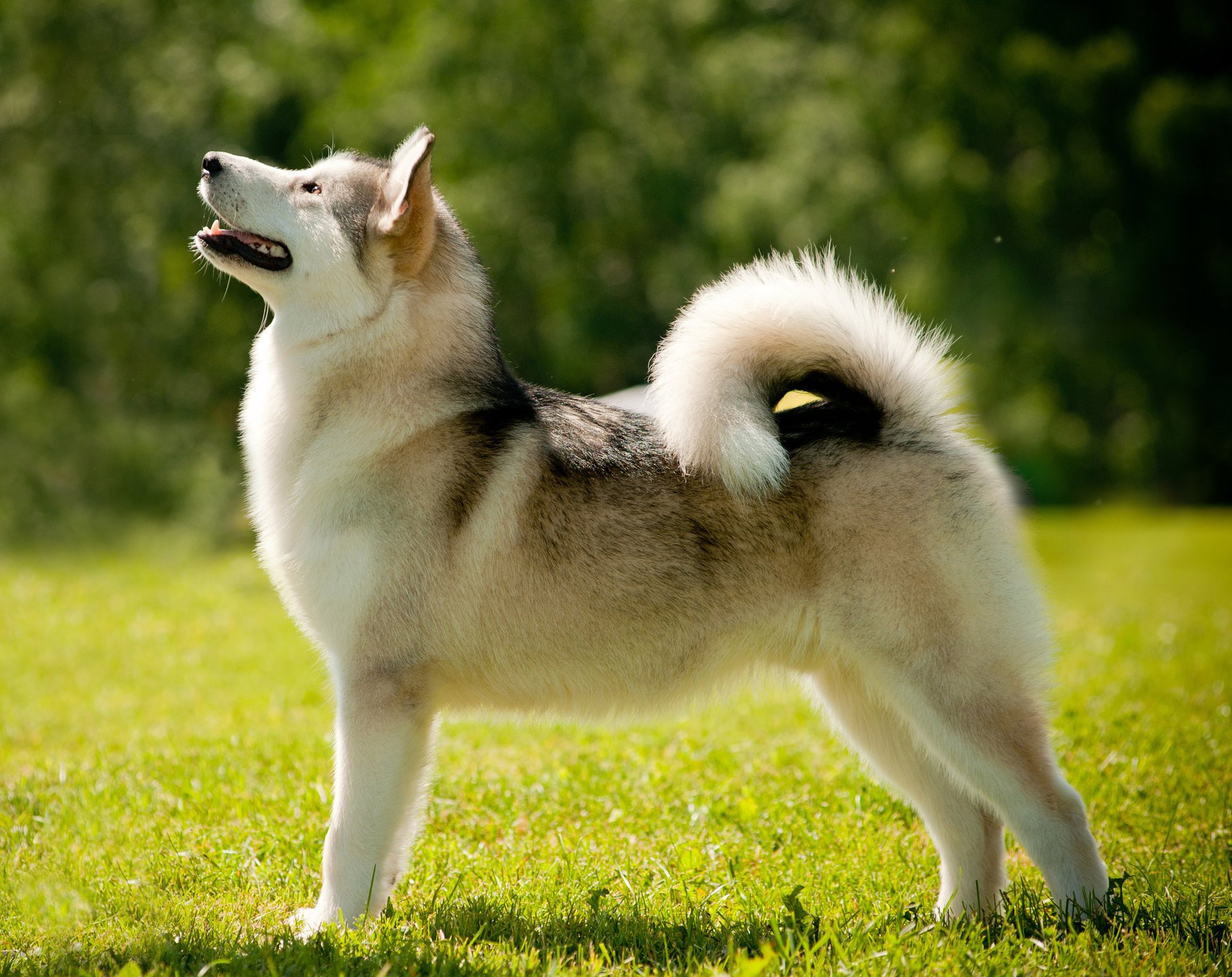 alaskan malamute hund huka