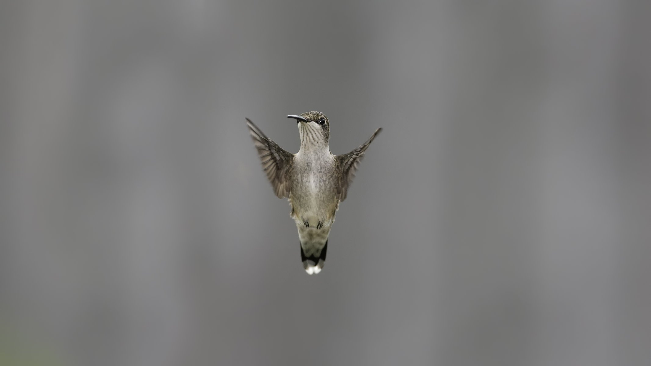 oiseau fond ailes battement