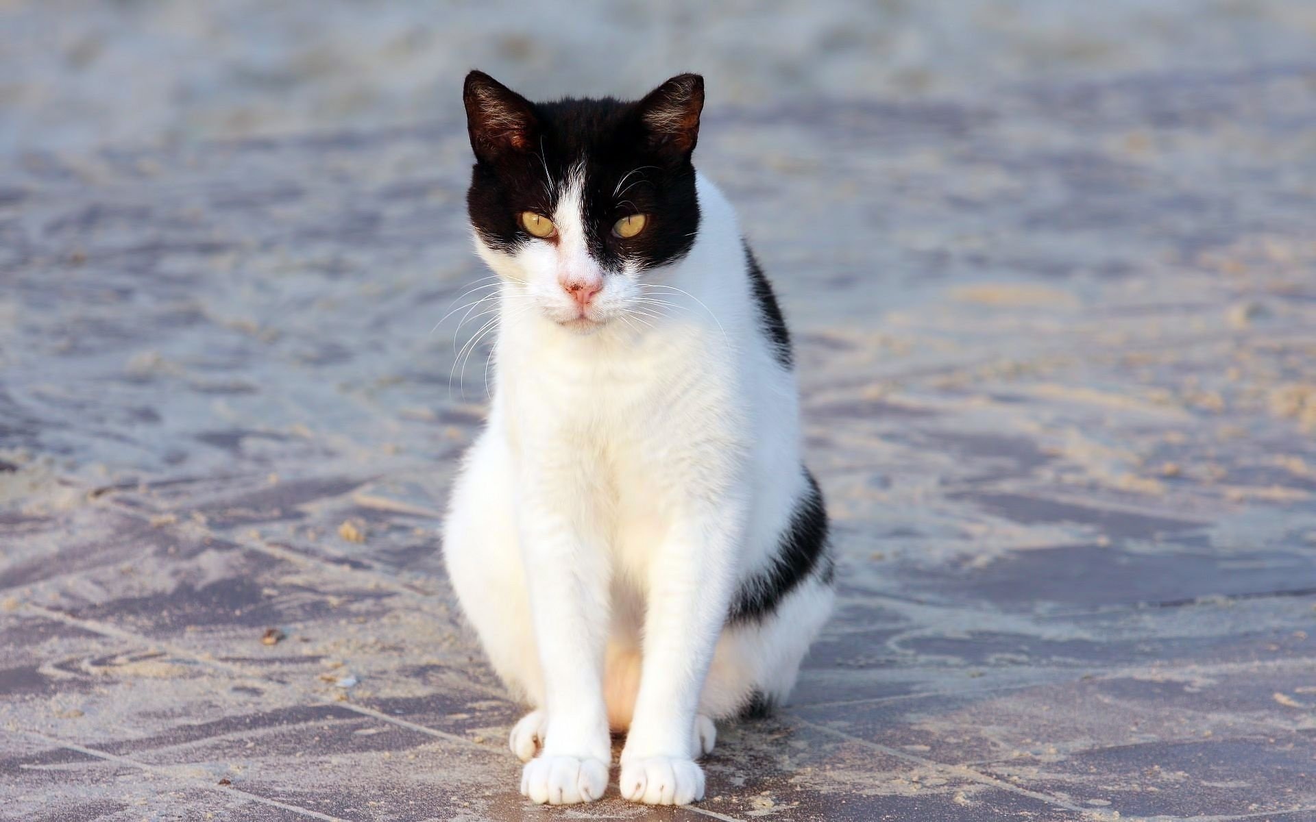 gato gato sentado blanco y negro