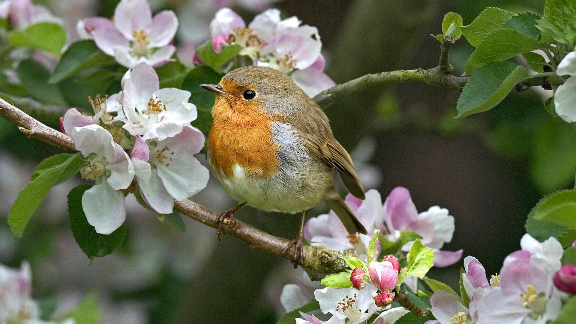 flowers bird branch spring nature beauty