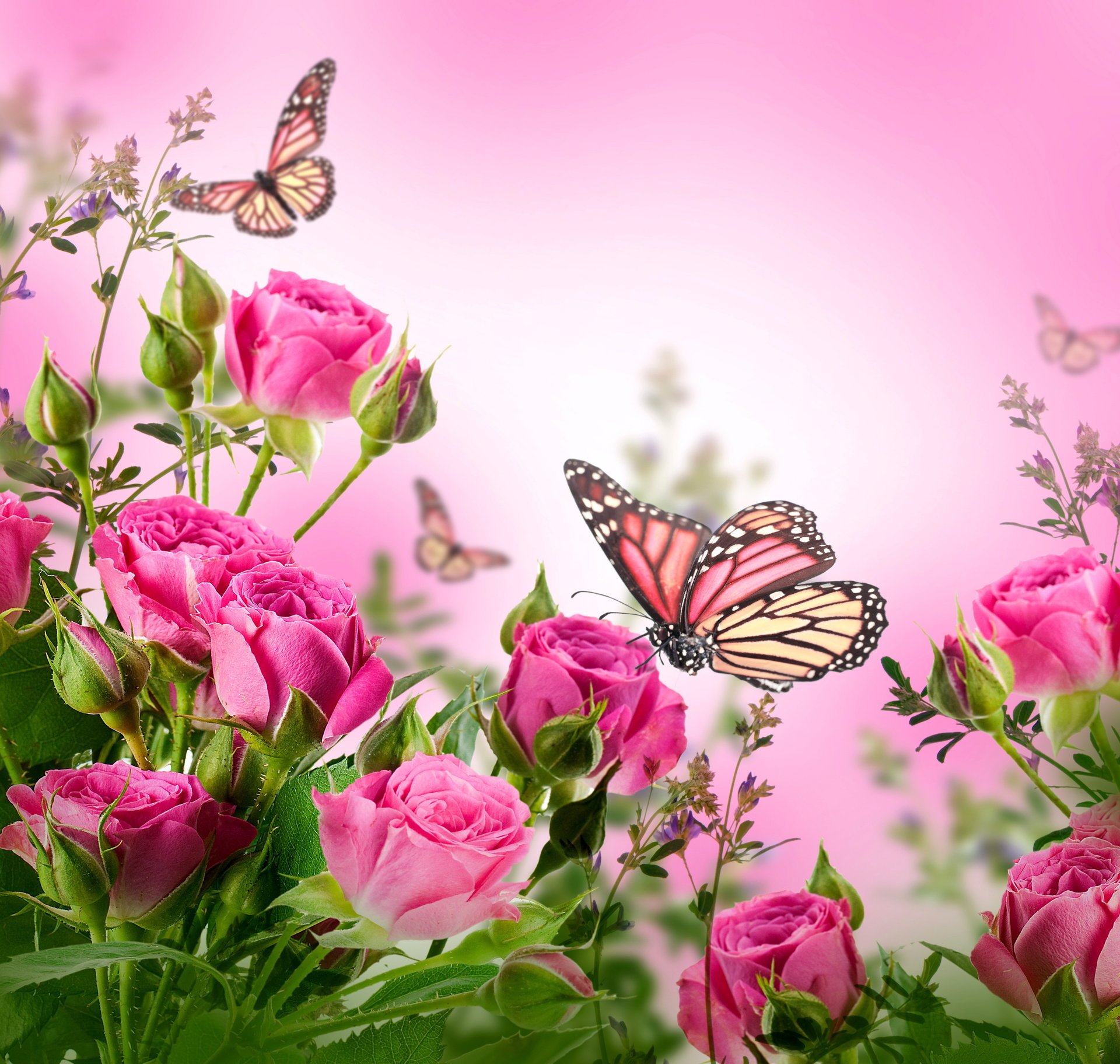 fleurs roses roses flowers pink blossom butterflies papillons beautiful