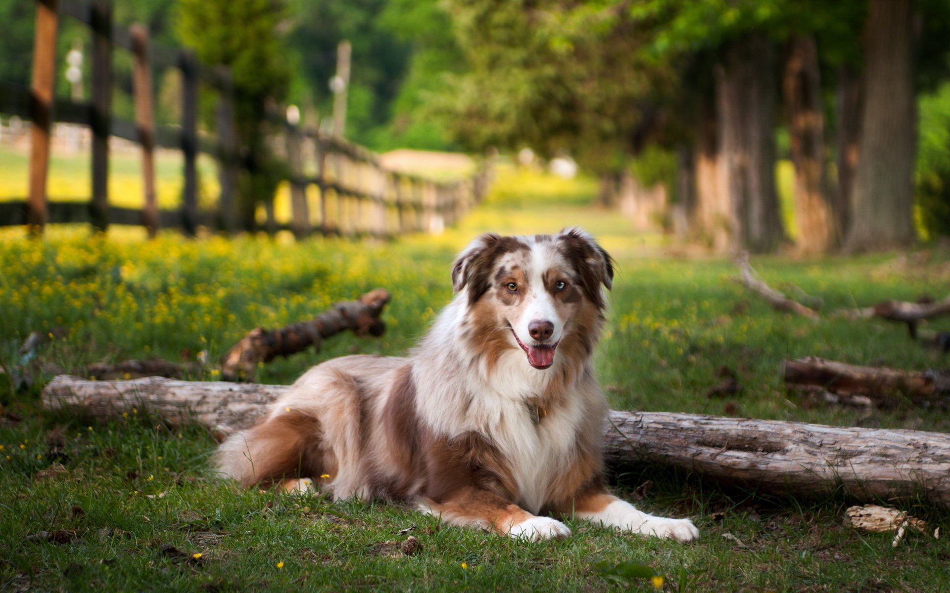 chien été champ