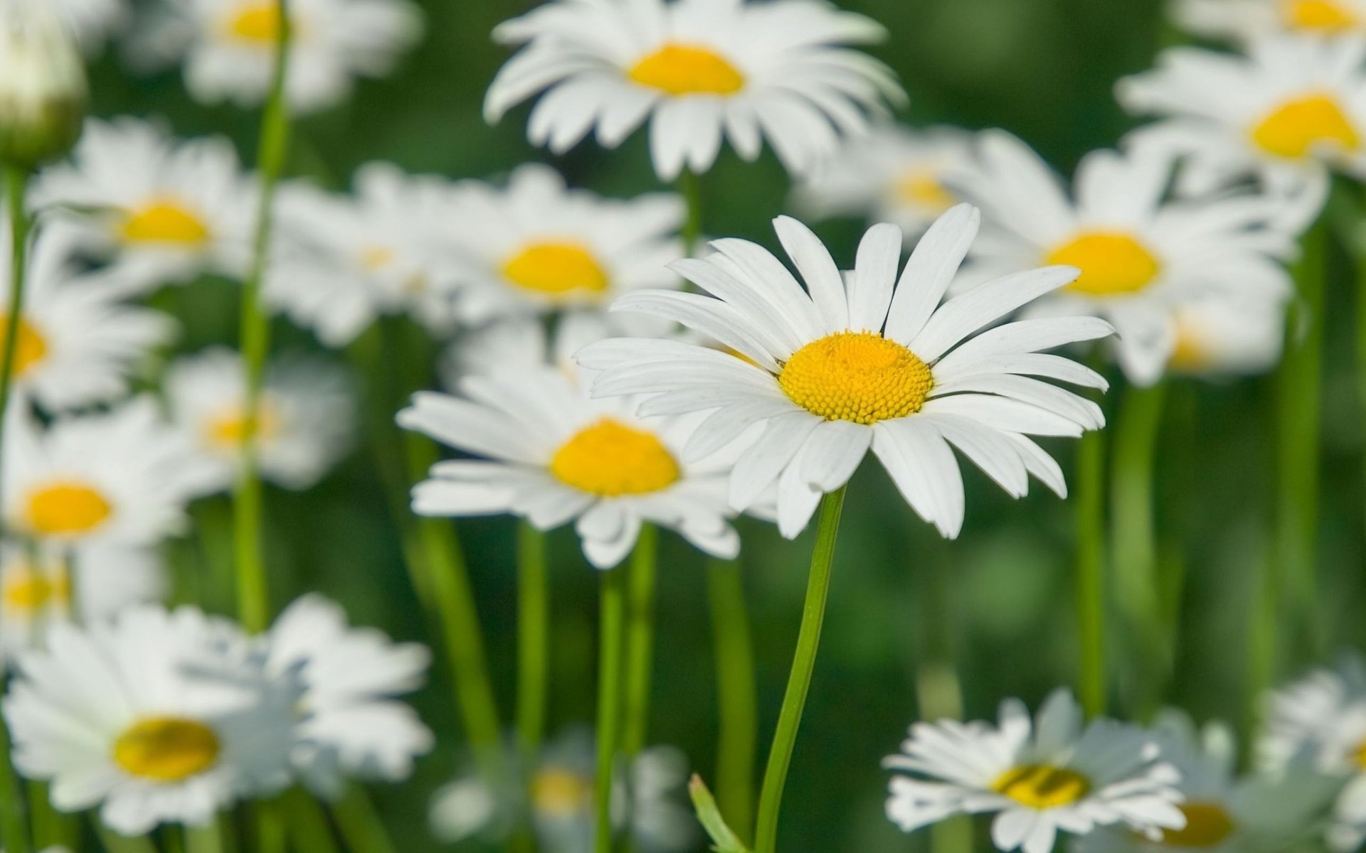 flowers white field yellow flowers petals chamomile