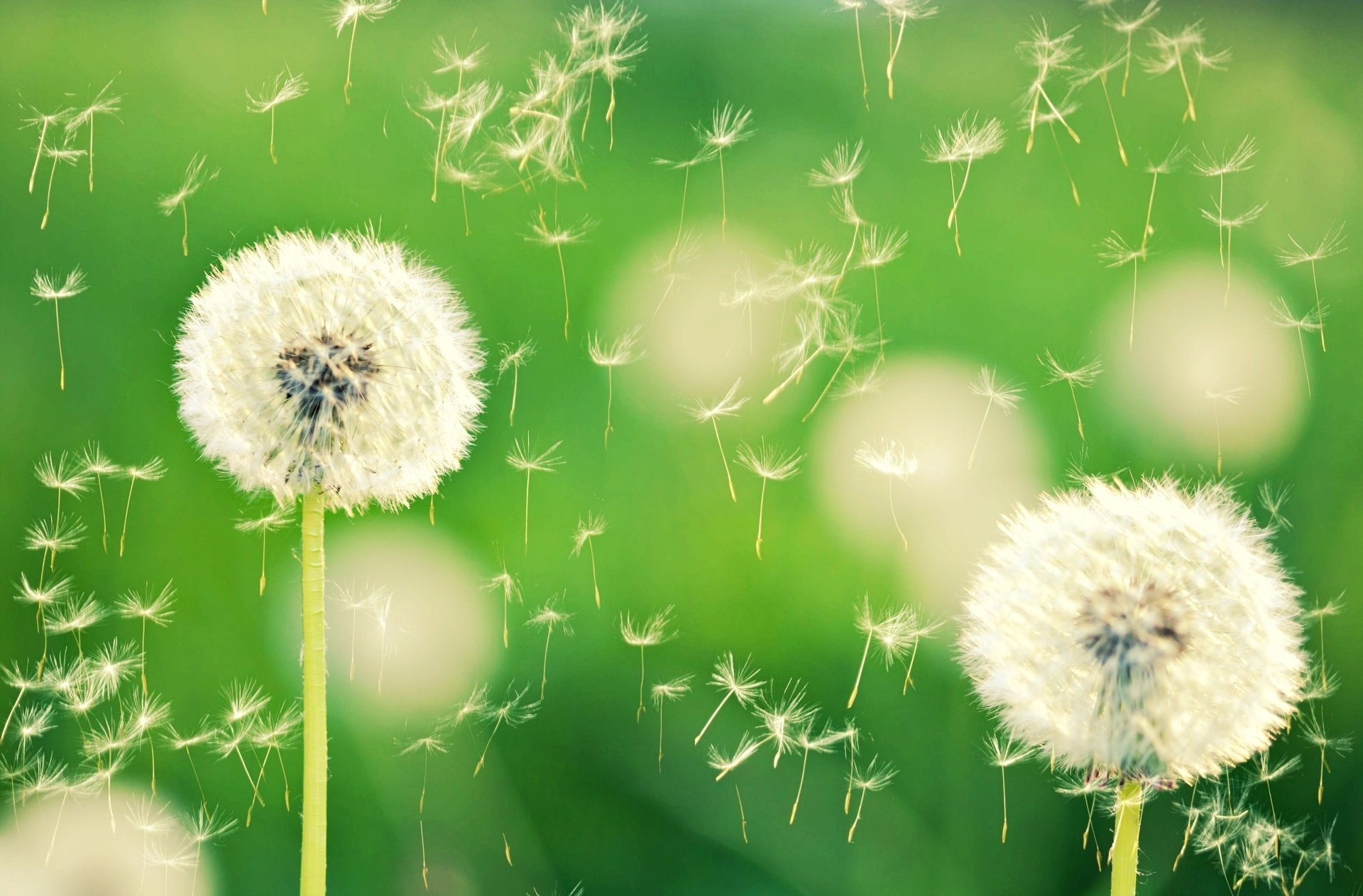 макро боке dandelion одуванчик одуванчики природа