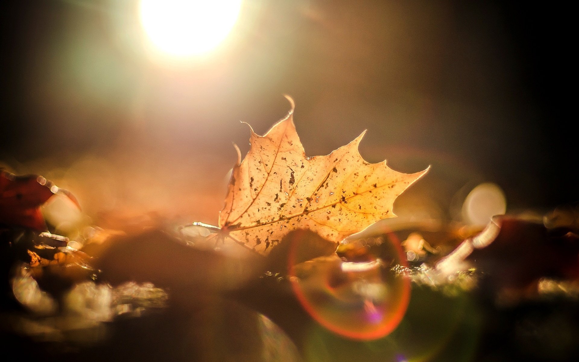 macro hojas reflejos otoño sol fondo hojas