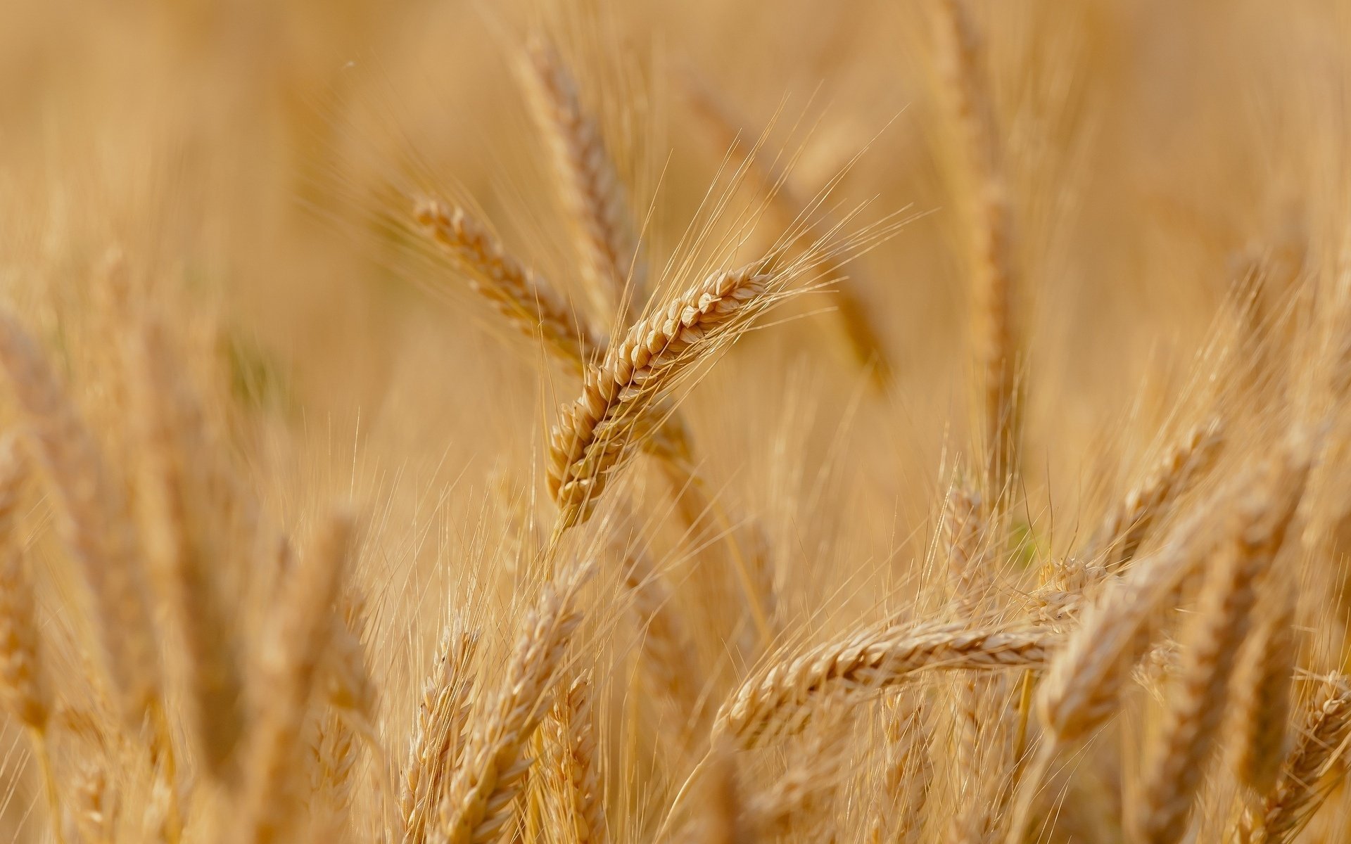 gros plan épillets épillets seigle blé champ épillets