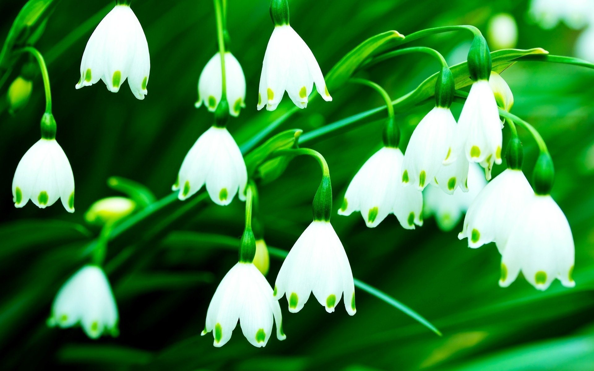 hintergrund grün flowers weiß glocken blumen blumen