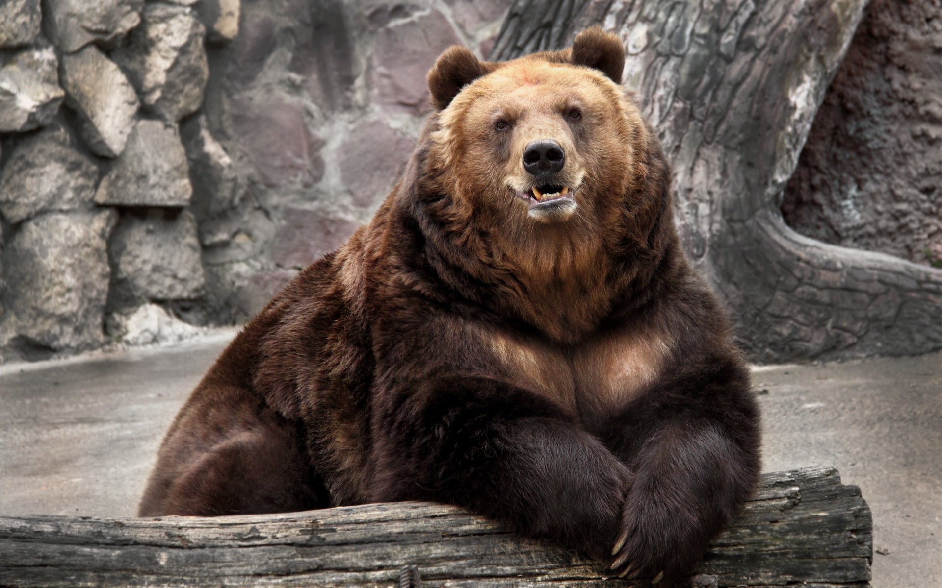 bear nature zoo