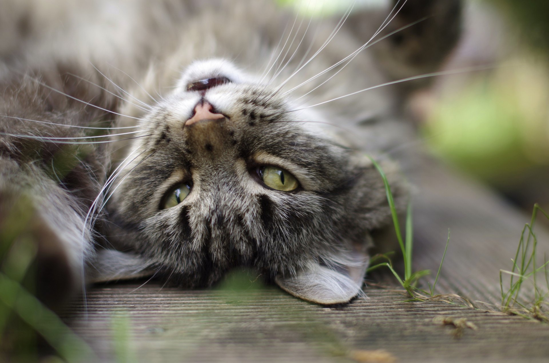 blades of grass cat gray ears cat eyes background mustache