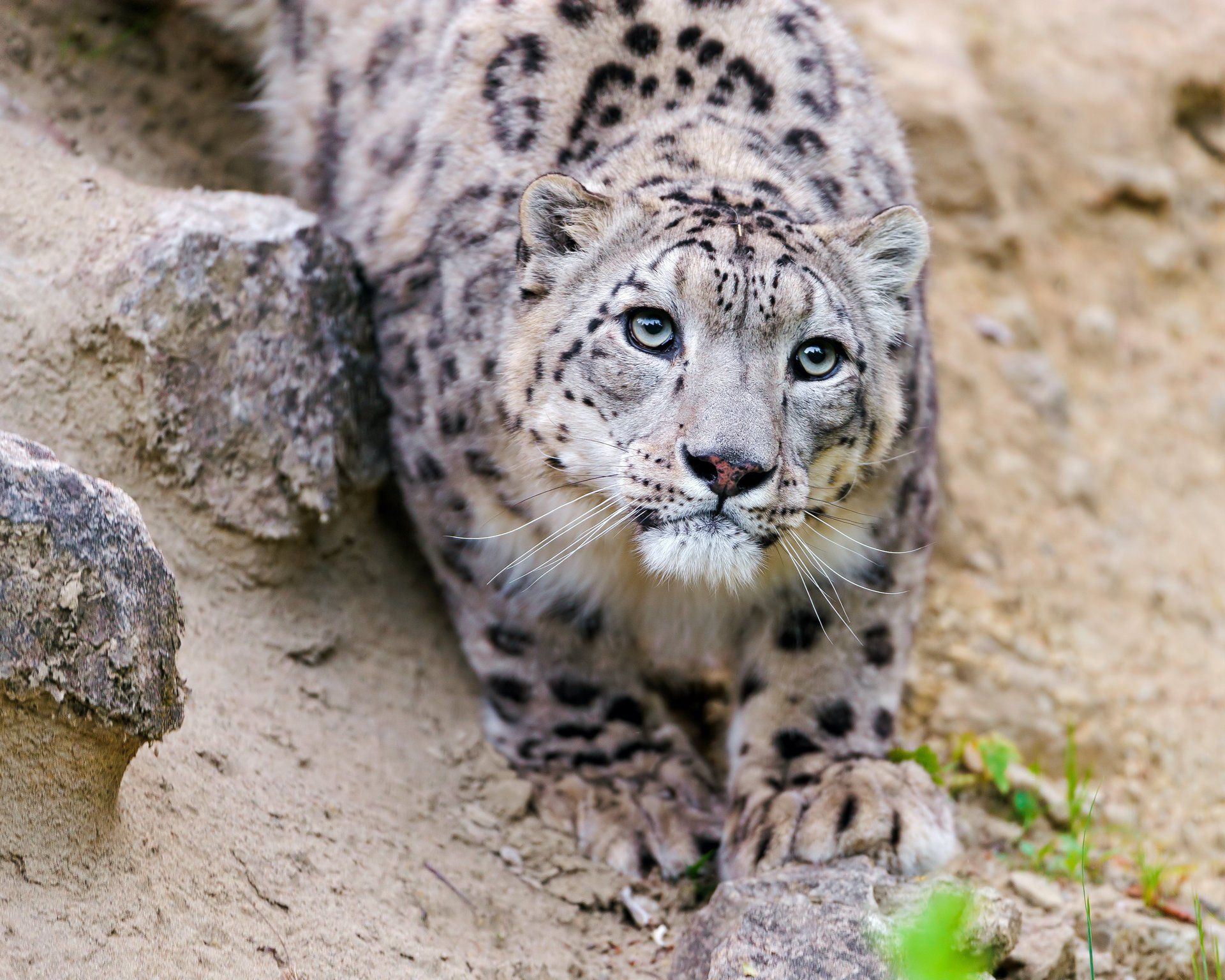 leopardo delle nevi vista muso gatto ctambako la jaguar irbis