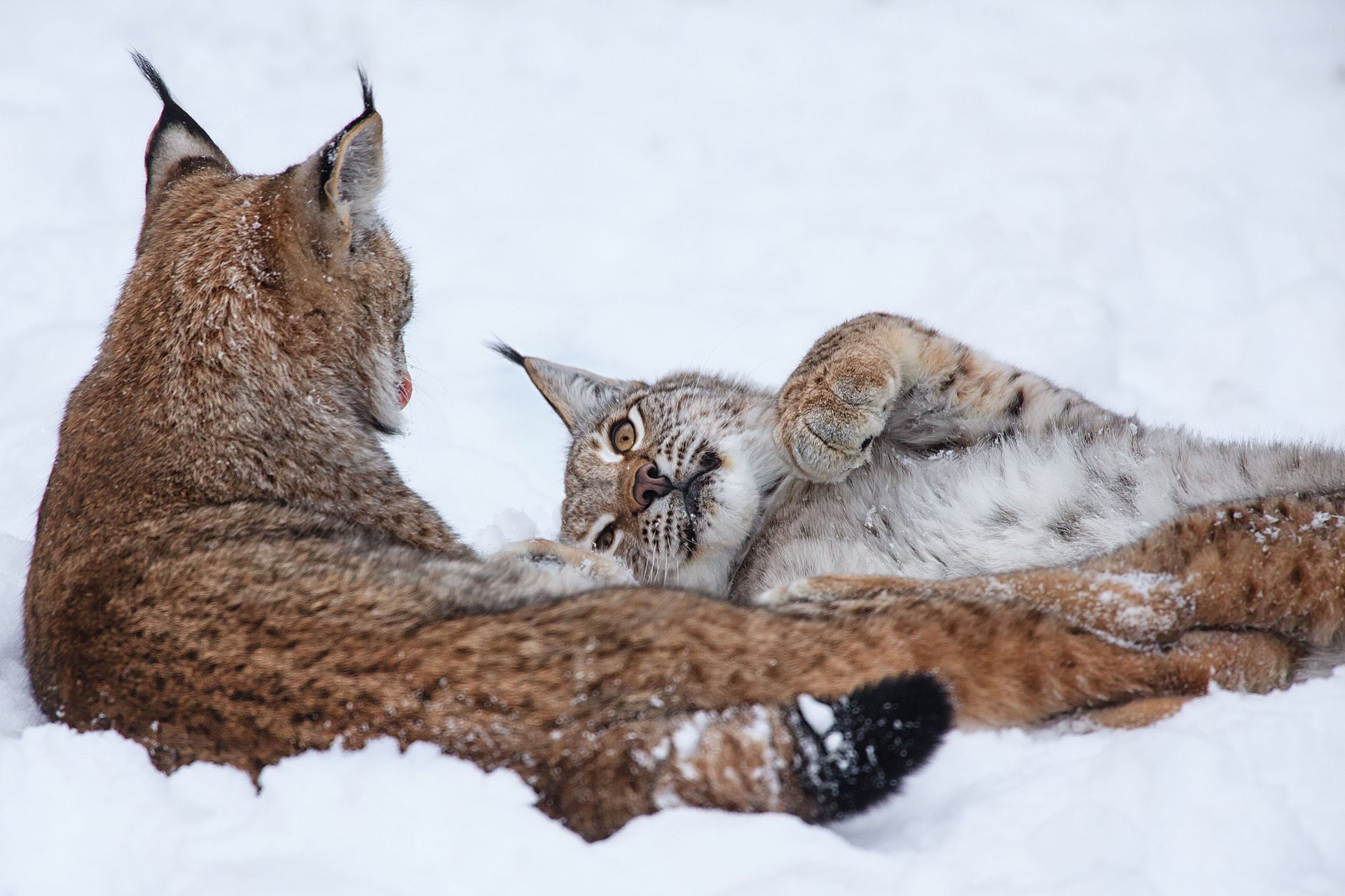 nieve pareja lince invierno