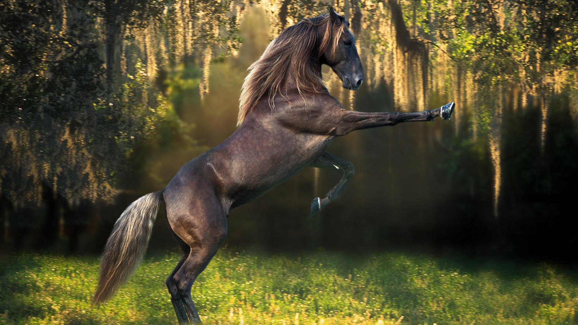 animaux année du cheval papier peint chevaux étalon