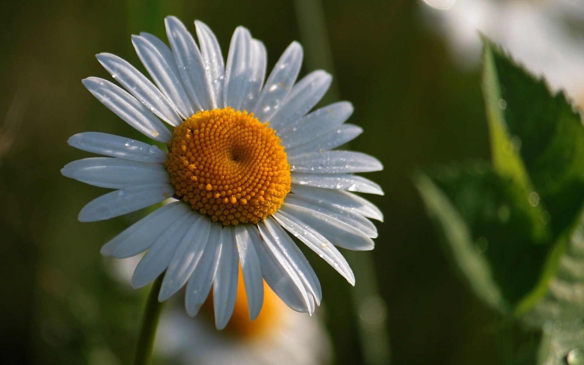 greens yellow chamomile flowers flower white flower