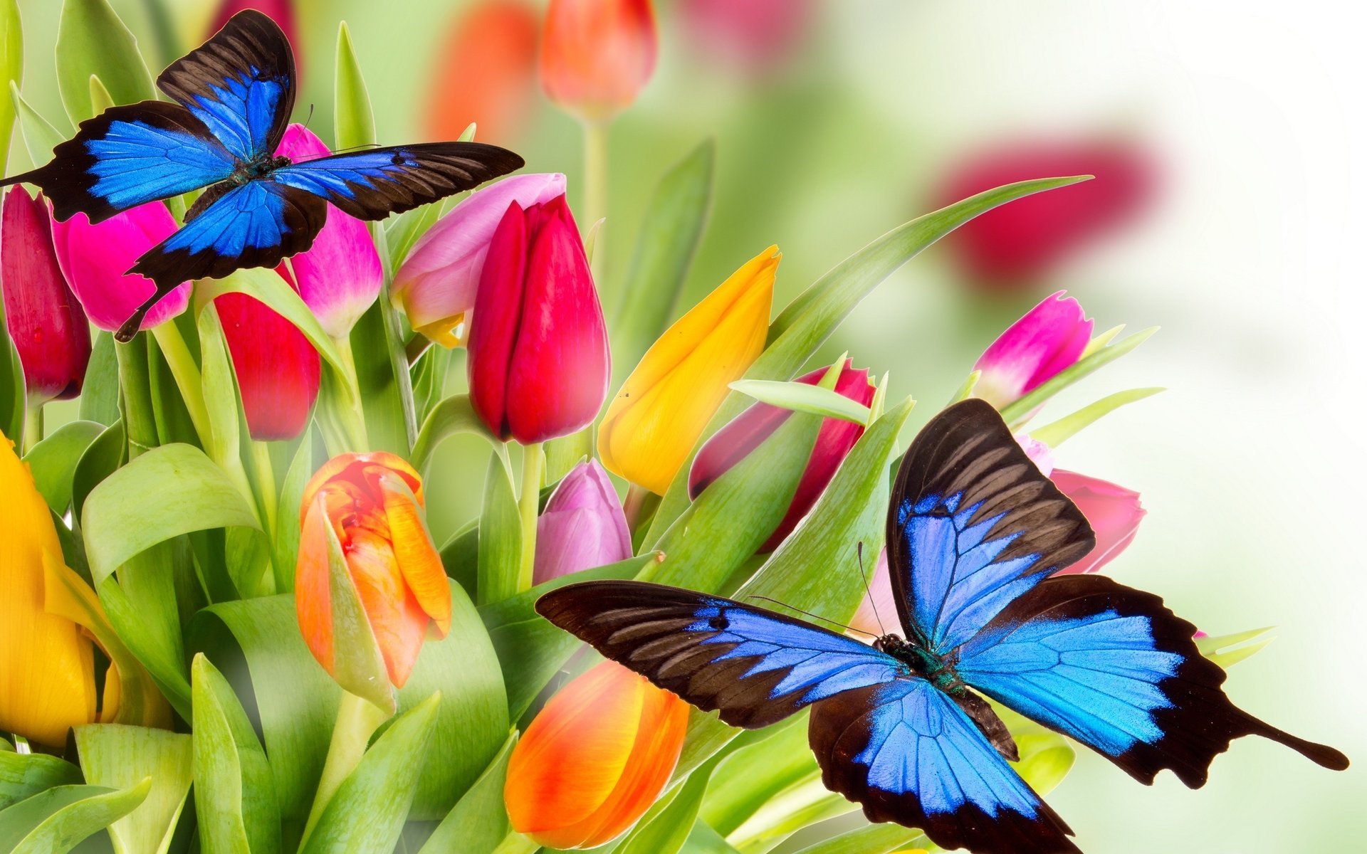 tulips petals red varicoloured pink beauty yellow butterflies bright orange flower