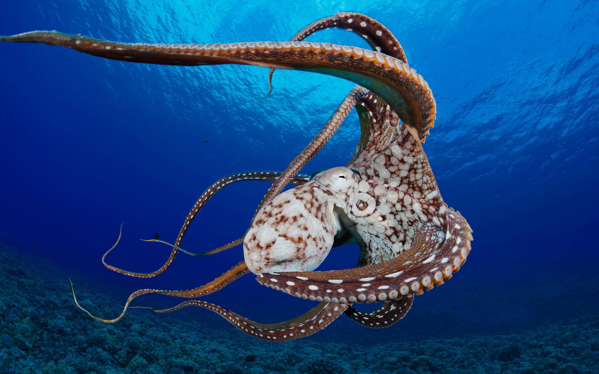 oceano tentacoli mollusco coralli polpo