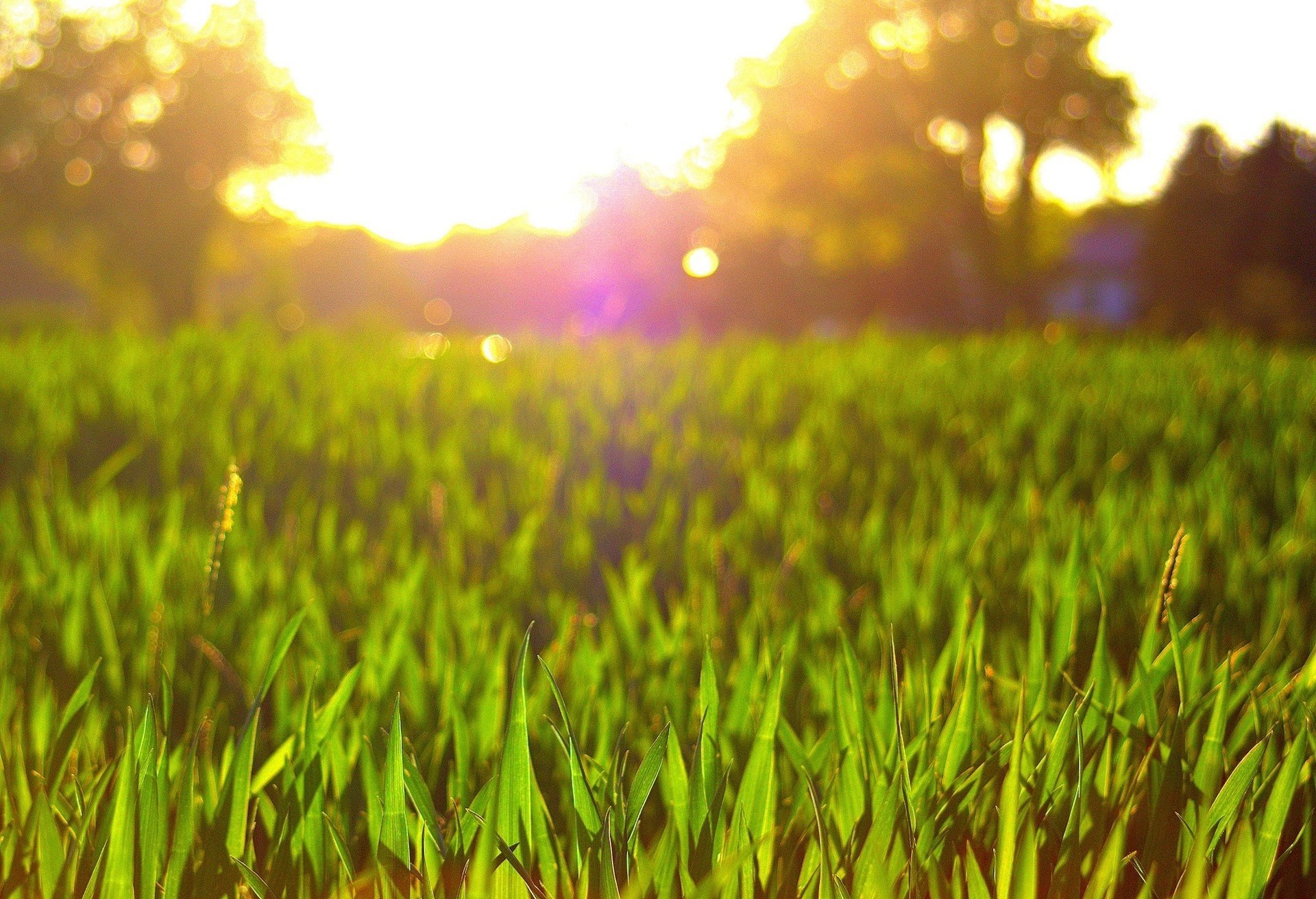 macro flowers greens meadow flower background the sun gra