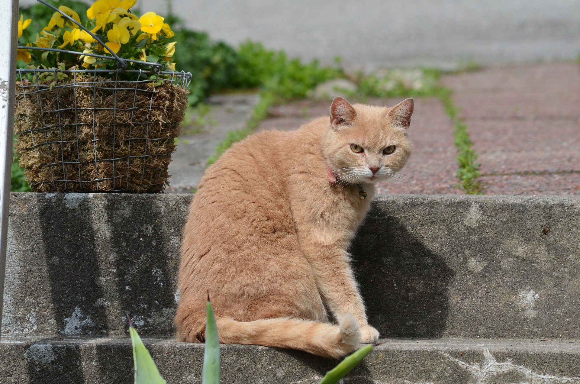 cesta flores escalones pelirroja gato mirada