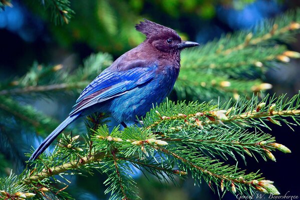 Blauer chubaty Eichelhäher sitzt auf einem Baum