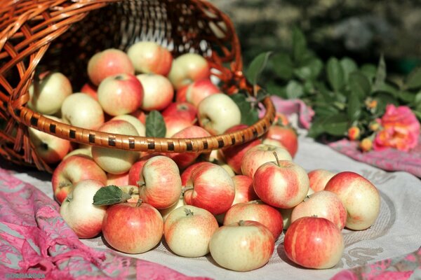 Fondos de pantalla de fotos con hermosas manzanas cesta