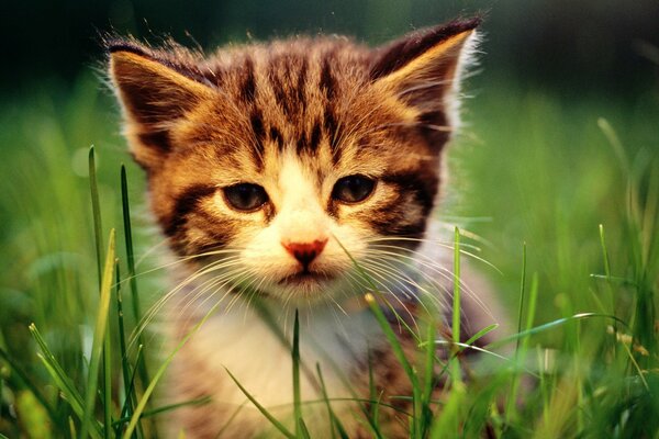 Piccolo gattino che fa capolino da dietro l erba