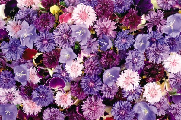 Tapis floral de violettes, cloches et bleuets