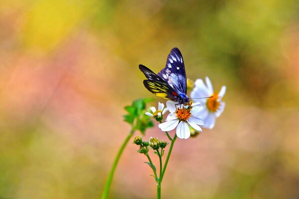 Schöner Schmetterling auf einer weißen Blume