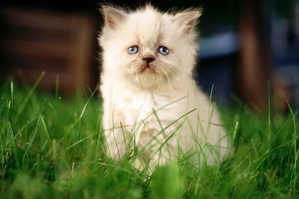 Pequeño gatito blanco sentado en la hierba verde