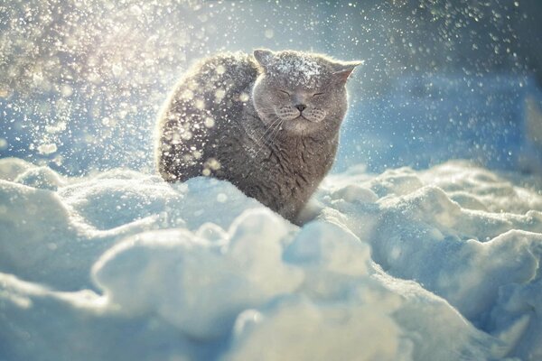 Le chat est assis dans la neige et se réjouit du soleil