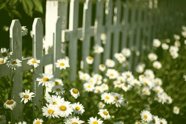 Blühende Gänseblümchen umgeben den Zaun