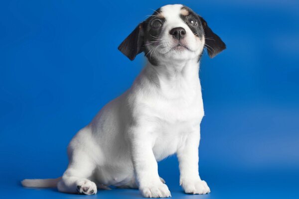 Photo of a small puppy on a blue background