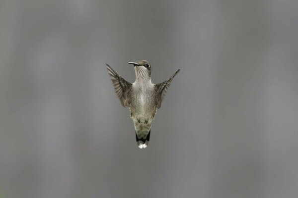 A bird s wing flap on a gray background