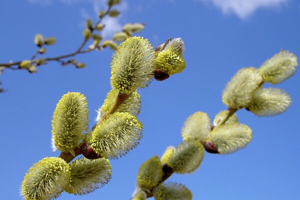 Blooming willow on a blue sky background