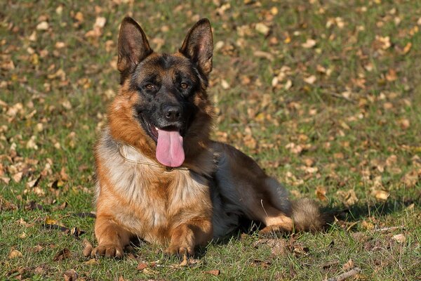 Regard dévoué de chien de race de berger