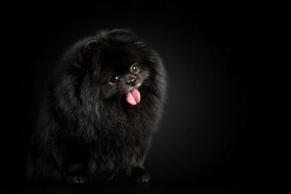 Black pomeranian on a black background