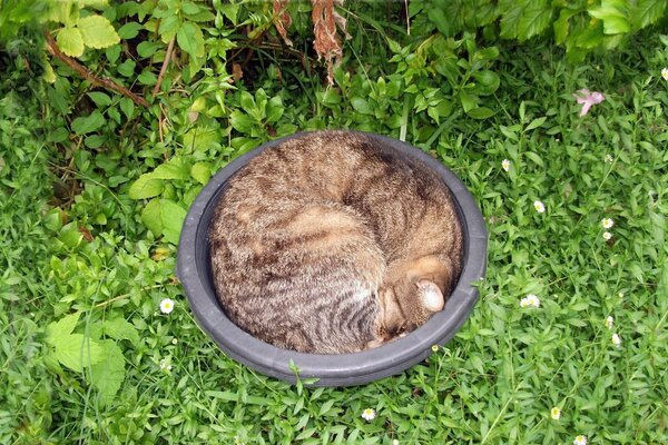 Gatto in una bacinella su uno sfondo di erba verde