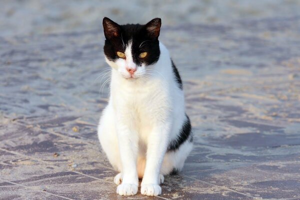 A white and black cat is sitting on a dirty tile