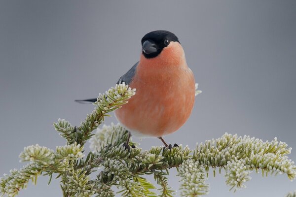 Desktop wallpaper bullfinch on a branch