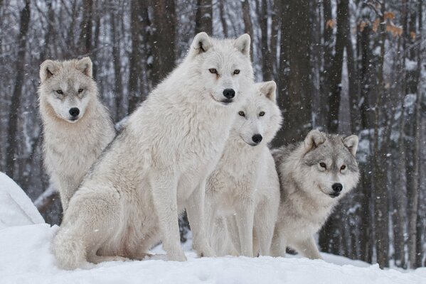 Troupeau de loups blancs en hiver dans la forêt