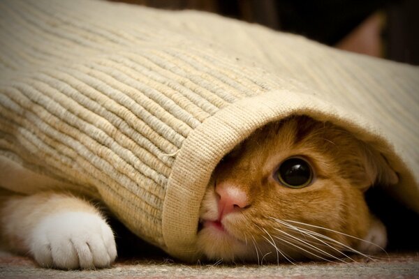 Cat in dr e under the rug