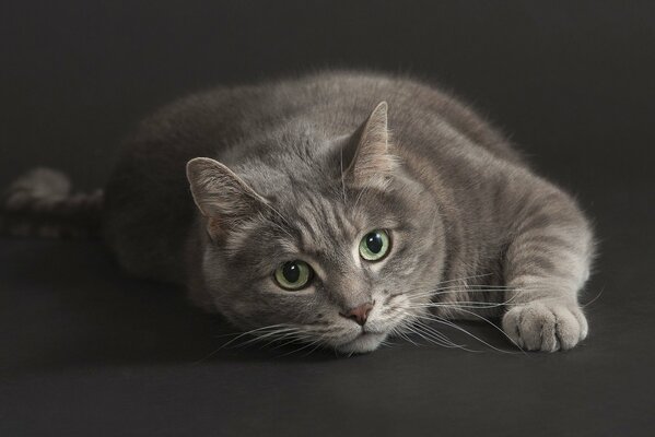 Gatto grigio sdraiato con uno sguardo di passaggio