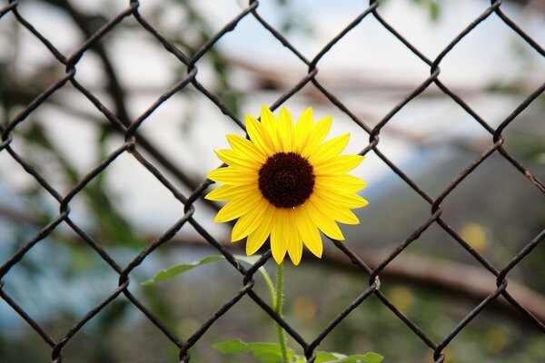 Fleur jaune juteuse sur fond de grille