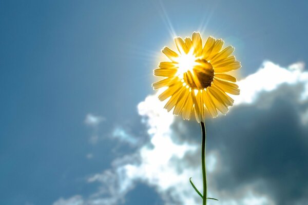 Raggio di sole nel germoglio del fiore giallo